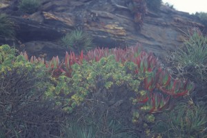 0170 Pacifik - Pelluhue.jpg